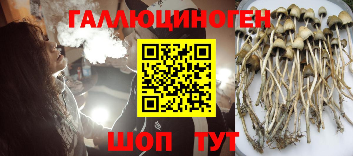 хочу наркоту  Псилоцибиновые грибы Cubensis  Вход с VPN  Губаха 
